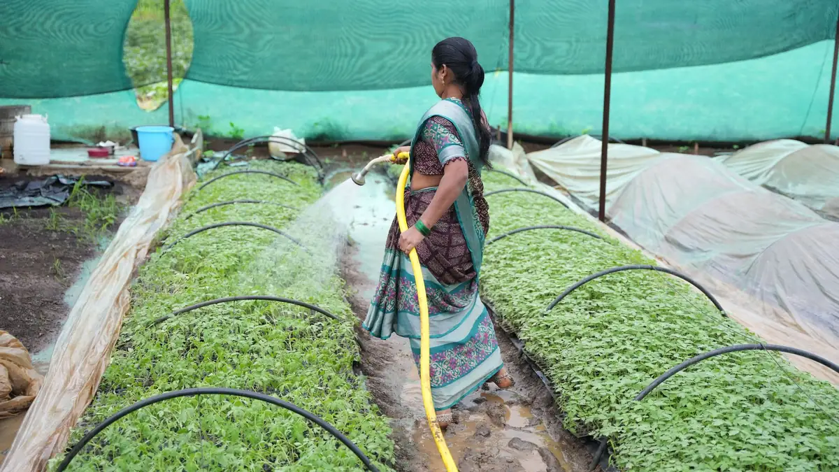 A woman in a sari waters rows of seedlings with a hose in a shade-net plant nursery