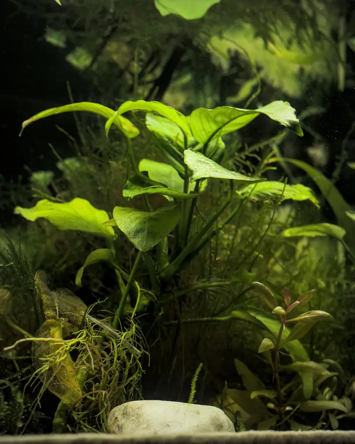Low-light jungle 45
