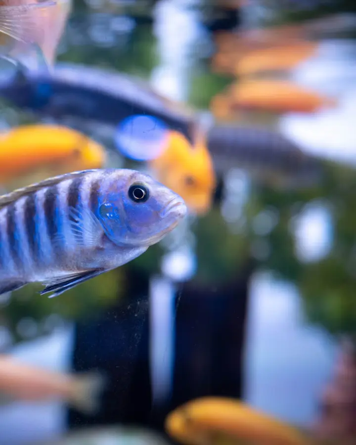 Pair of German blue rams