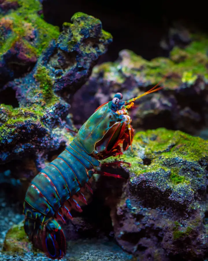 Cherry shrimp colony