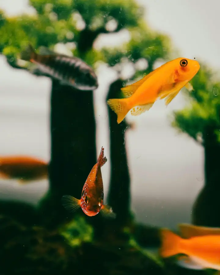 Honey gourami trio