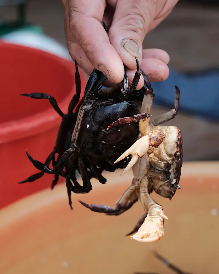 Live mud crab