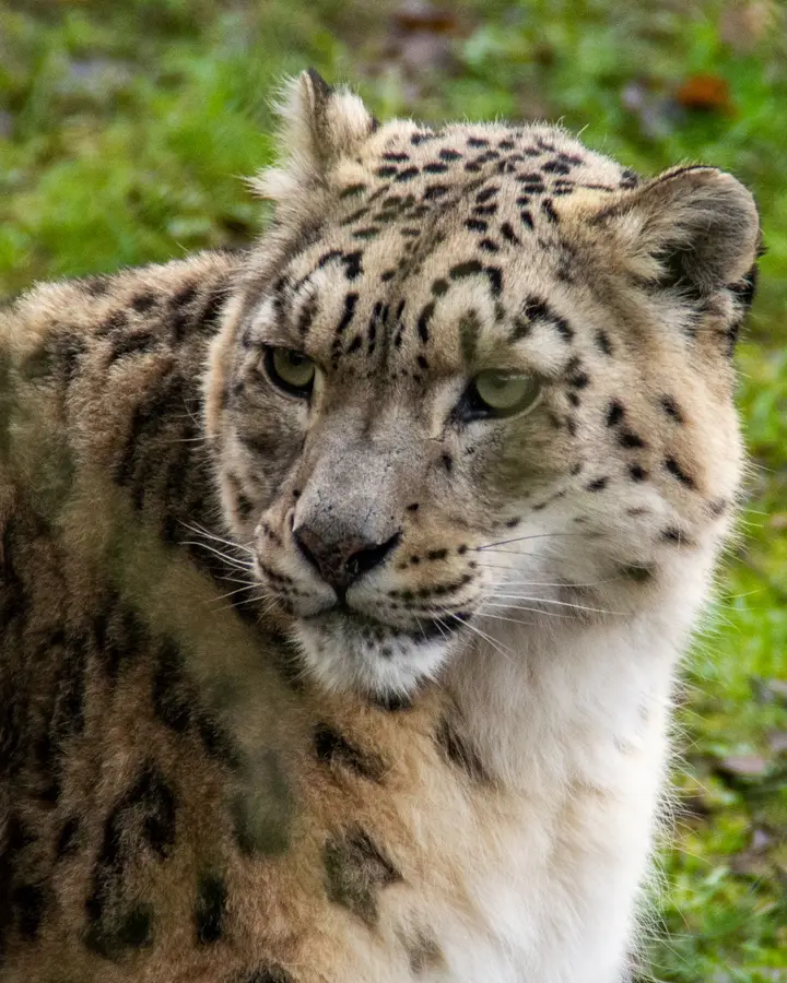 Snow leopard trail