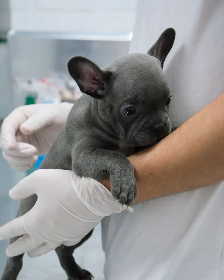 Puppy vaccination course