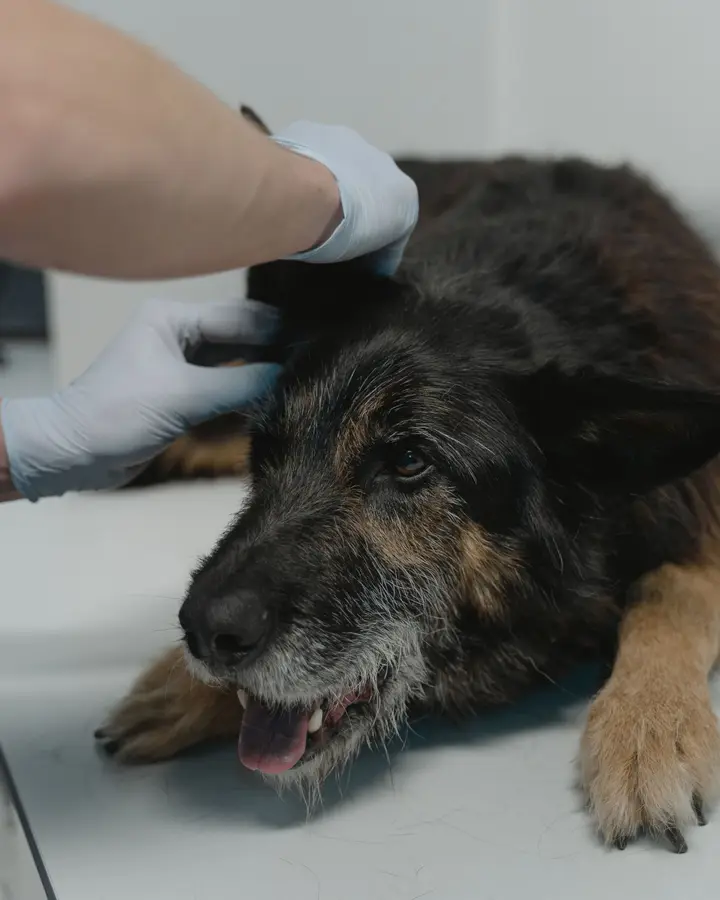 Senior pet health check