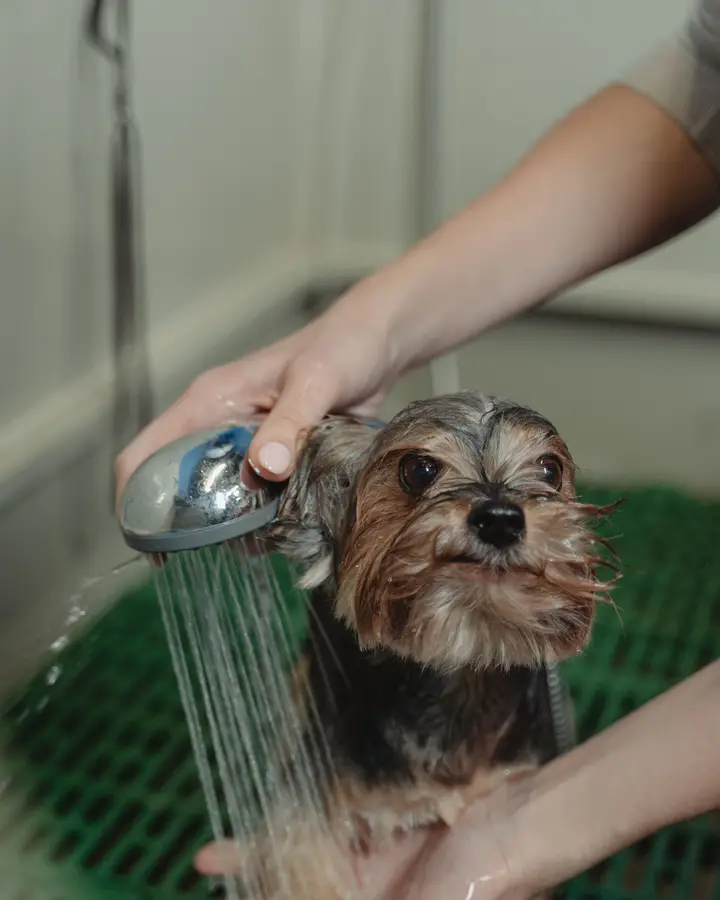 Medicated bath and groom