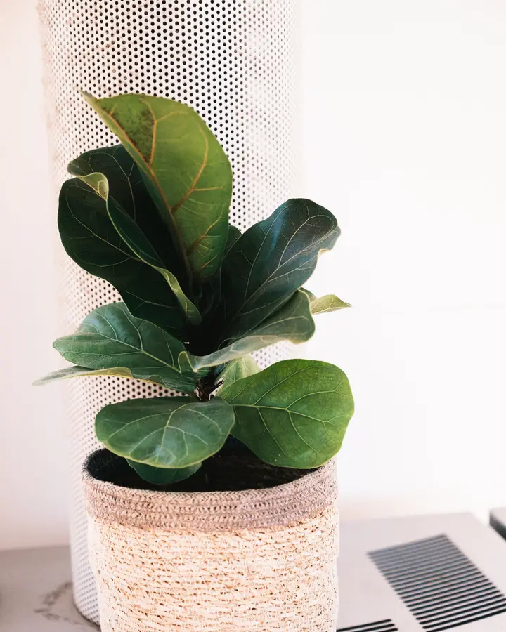Fiddle-leaf fig