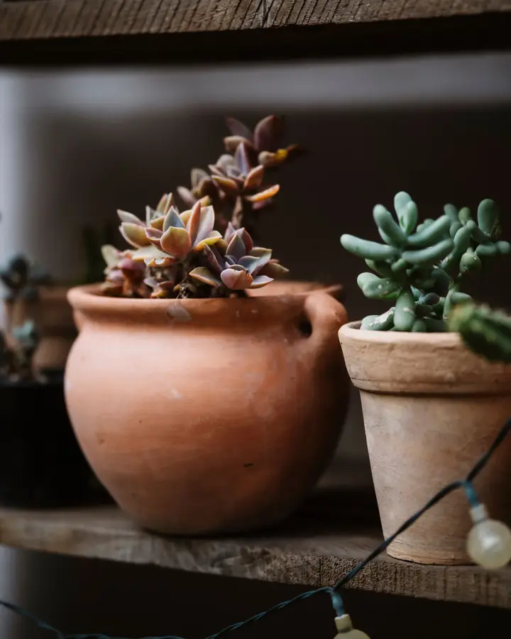 Succulent pair in terracotta