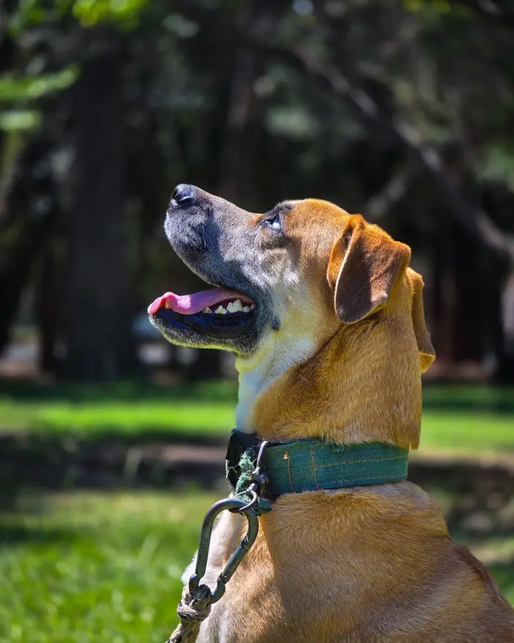 Nylon collar and leash set