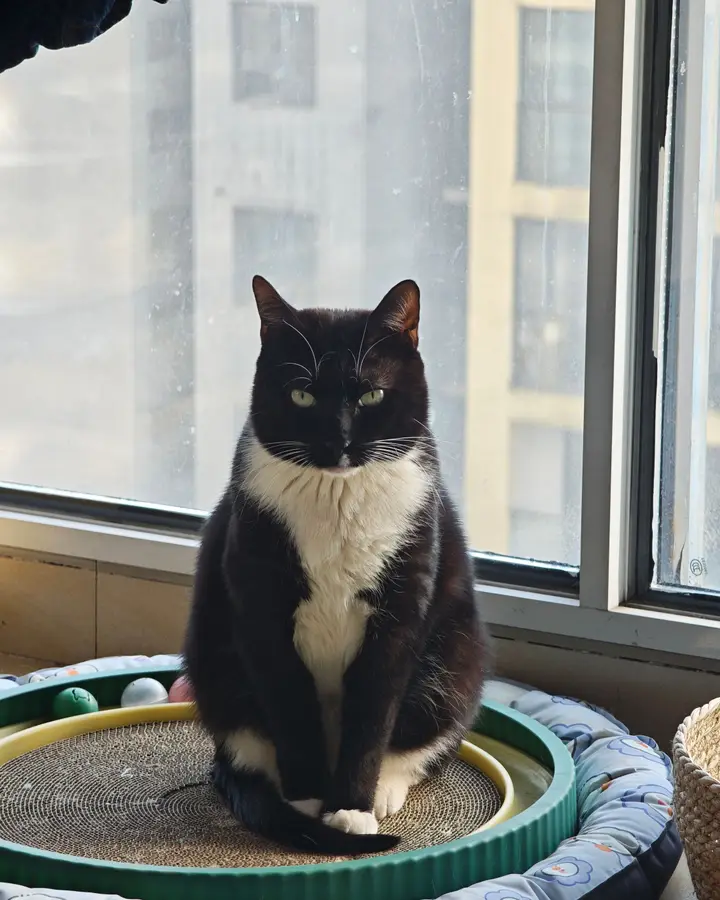 Round cardboard scratcher